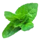 Mint 1@0.25x
